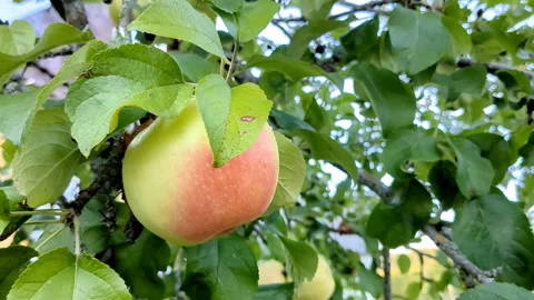 One ripe apple on a tree branch. Stock Footage 252128474