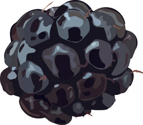 One ripe blackberry. Stock Illustration