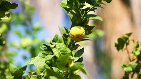 One ripe mandarin on tree Stock Footage 43309678