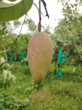 One ripe mango fruit hanging from a branch with green leaves in an orchard .. Fotos Stock