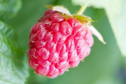 One ripe raspberry Stock Photos