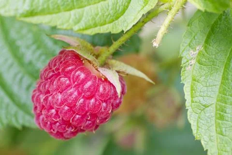 One ripe raspberry Stock Photos