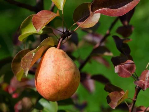 One ripe red pear on tree Stock Photos