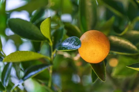 One ripe tangerine on a fruit tree branch close-up. Photo of fruit bushes. Stock Photos