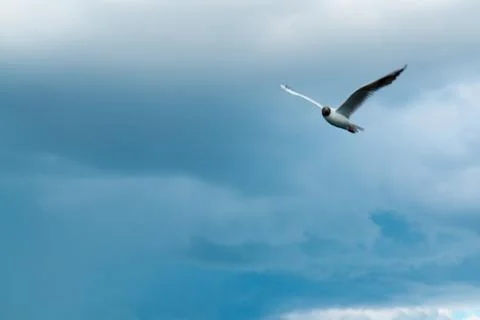 One river gull flies over the lake against a background of thunderclouds in Stock Photos