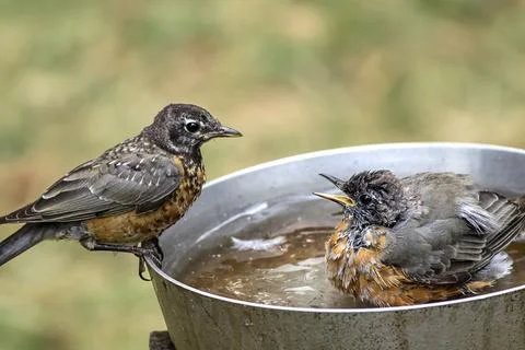 One robin chirps at another. Stock Photos