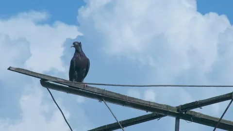 One roller pigeon looking around while sitting on a wire construction under Stock Footage 335496320