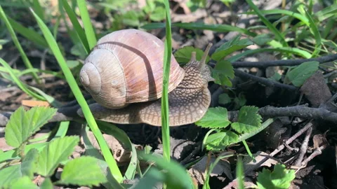 One Roman snail crawls through the meadow to the goutweed Stock Footage 153479792