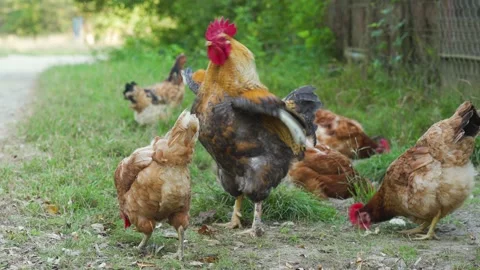 One rooster with brown and black feathers keeps order in the chicken coop Stock Footage 155656950