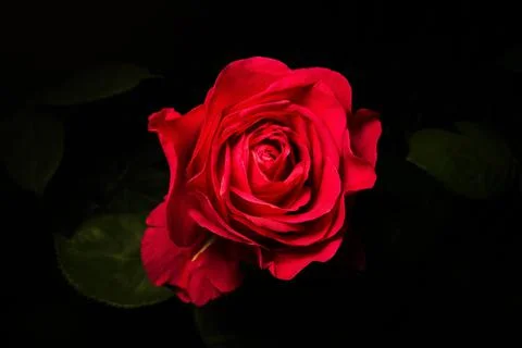 One rose on a black background. Red Stock Photos