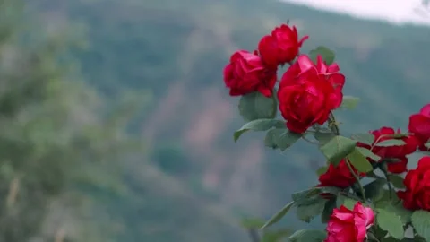 One rose blooms in the field Stock Footage 254229366