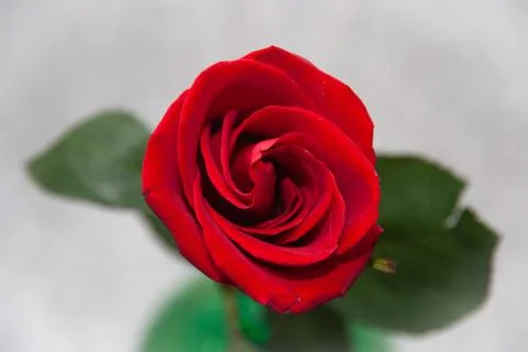 One rose flower bright background Stock Photos