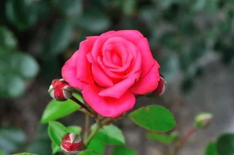 One rose isolated Stock Photos