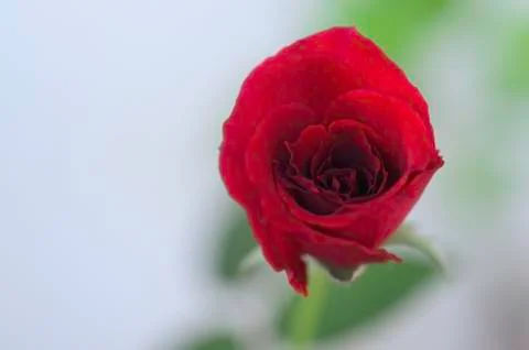 One rose Stock Photos