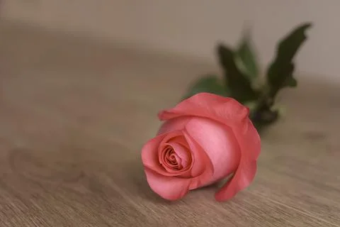 One rose Stock Photos
