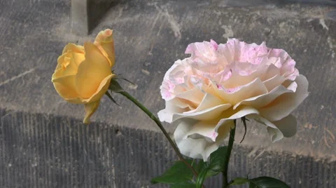 One rose with two different blossoms Видео 39788285