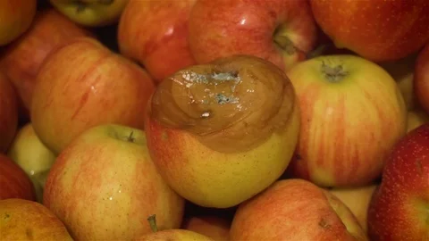 One rotten spoiled apple with mold after disease on background of colorful Stock Footage 120084409