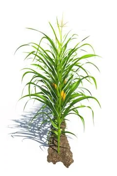 One row of corn plants with yellow cobs on a white background. Corn plant 3.. Stock Illustration
