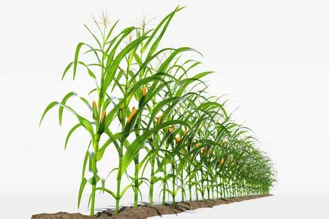 One row of corn plants with yellow cobs on a white background. Corn plant 3.. Stock Illustration