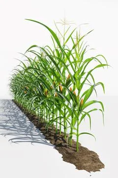 One row of corn plants with yellow cobs on a white background. Corn plant 3.. Stock Illustration