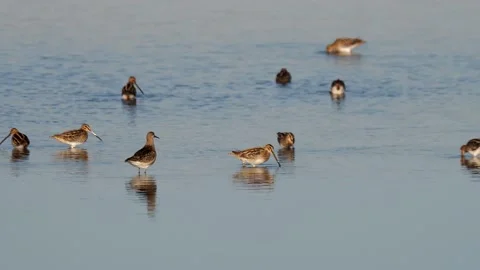 One ruff and a group of common snipe bird foraging for food in the shallow water Stock Footage 142014515