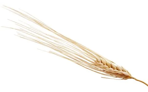 One rye spikelet on the white Stock Photos