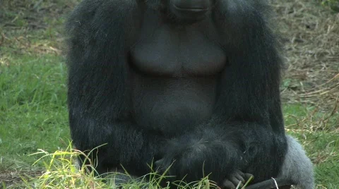 One sad gorilla Stock Footage 537099