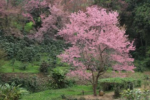 One sakura tree in forest Stock Photos