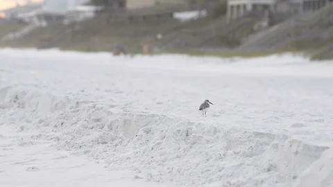 One Sanderling wading bird looking for food shorebird in slow motion sand Video stock 92762814