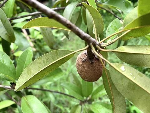 One sapodilla on the tree Photos