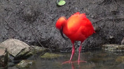 One scarlet ibis cleaning its bill at the river Stock Footage