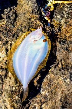 One Sea Fish Hooked Stock Photos