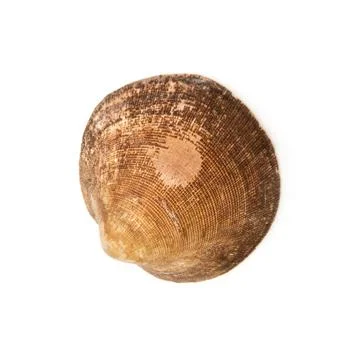 One sea shell Stock Photos