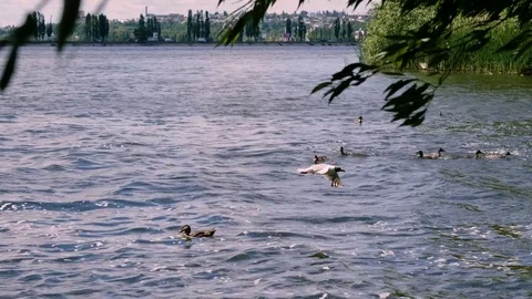 One seagull and flocks of wild ducks swimming in a city pond and eating bread 4K Stock-Footage 78414114