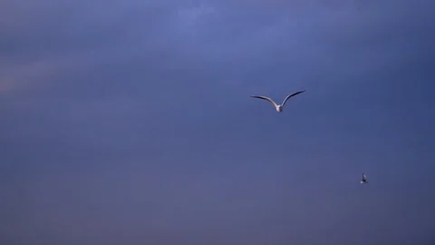 One seagull bird flying on dark blue sky, landing movement surface on sea. Stock Footage 99874479