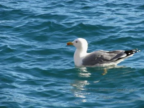 One seagull floating on the sea surface Stock Photos