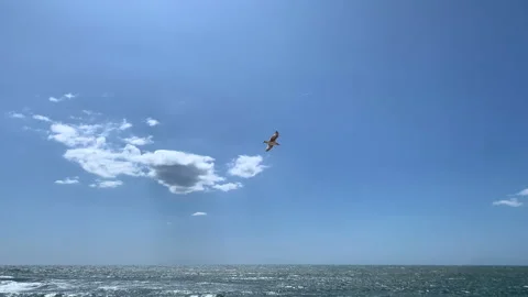 One seagull flying over ocean in slow motion on a bright sunny day Stock Footage 241278045