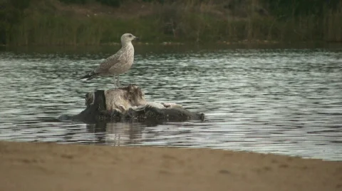 One seagull 库存影片 878936