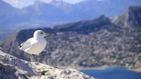 One seagull perched on a high rock at seascape in Calpe, Spain Video stock 141508447