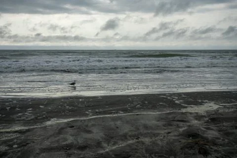 One Seagull Playing in the Ocean With a Dramatic Stormy Sky Behind It Stock Photos