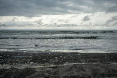 One Seagull Playing in the Ocean With a Dramatic Stormy Sky Behind It Stock Photos