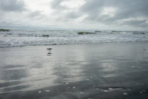 One Seagull Playing in the Ocean With a Dramatic Stormy Sky Behind It Stock Photos