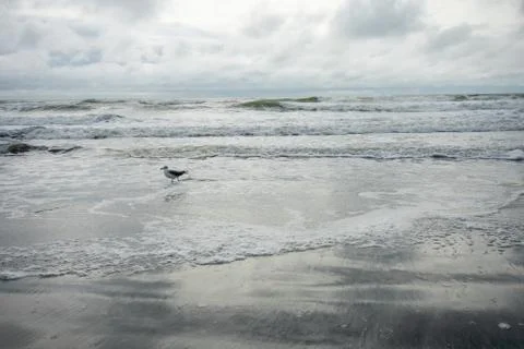 One Seagull Playing in the Ocean With a Dramatic Stormy Sky Behind It Stock Photos