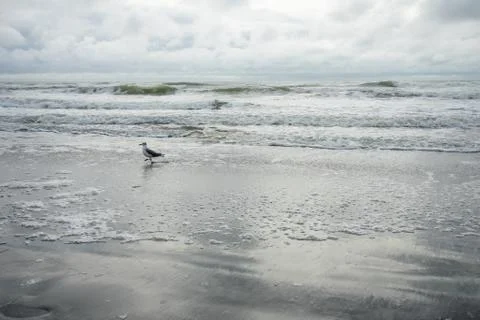 One Seagull Playing in the Ocean With a Dramatic Stormy Sky Behind It Stock Photos