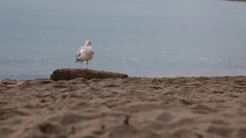 One seagull sandy beach ocean Stock Footage 71410709