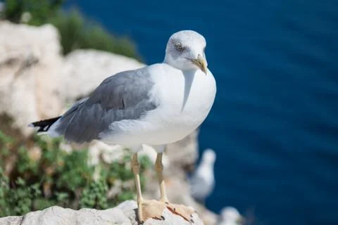 One seagull side view Stock Photos
