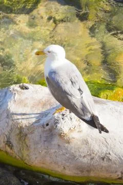 One seagull sitting on tree trunk in clear coast water. Mediterranean or Cari Stock Photos