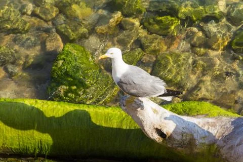 One seagull sitting on tree trunk in clear coast water. Mediterranean or Cari Stock Photos