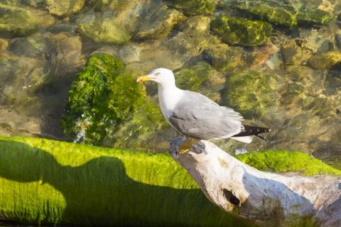 One seagull sitting on tree trunk in clear coast water. Mediterranean or Cari Stock Photos