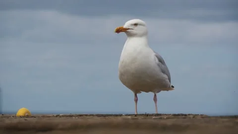 One Seagull Standing Against a Cloudy Sky Close-Up Video stock 244465923